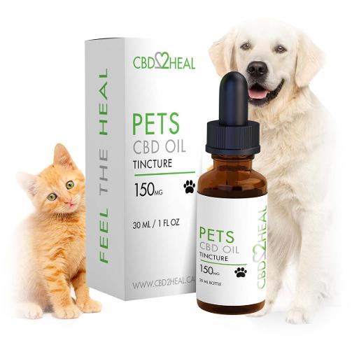 CBD pets anxiety